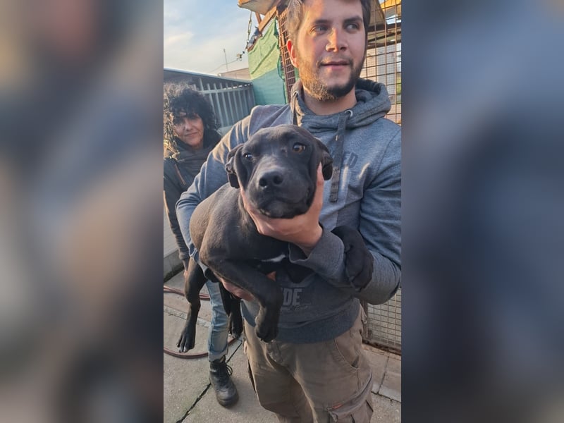 Mobby Dick sucht liebevolle Familie