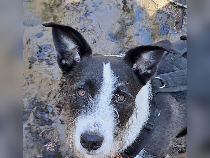 Izzo, wo sind die richtigen Menschen für diesen wundervollen Hund?