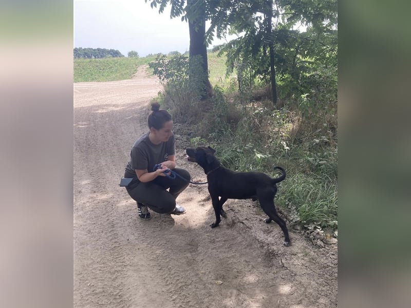 Agora,unaufdringlicher Staffi sucht seine Menschen in NL/CH/A oderSWE