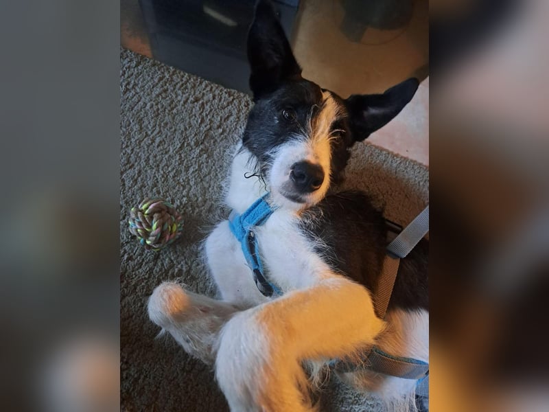 Izzo, wo sind die richtigen Menschen für diesen wundervollen Hund?