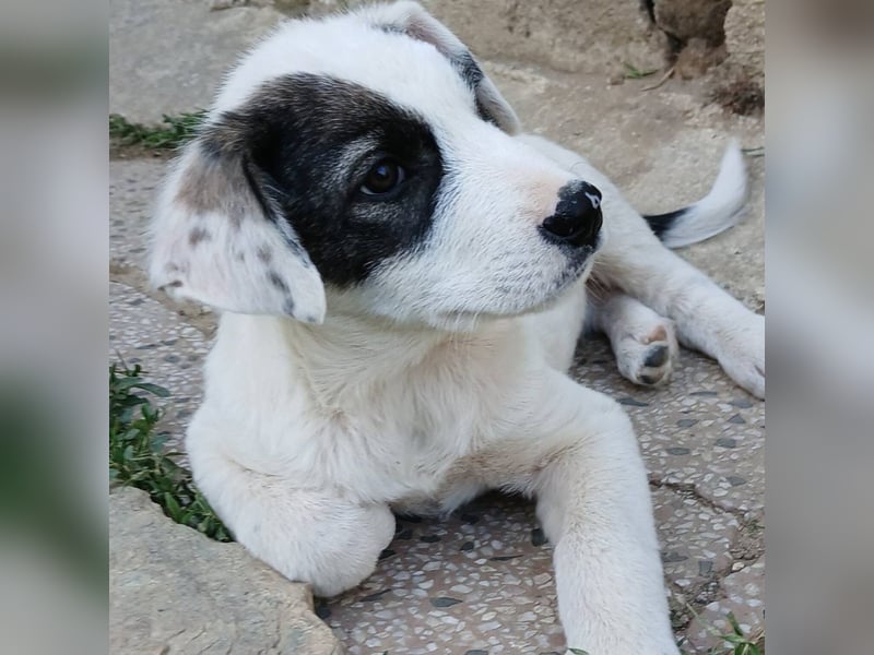 Snoopy-gr. Schäferhund-Mischling - sucht dringend  ein Zuhause/Pflegestelle
