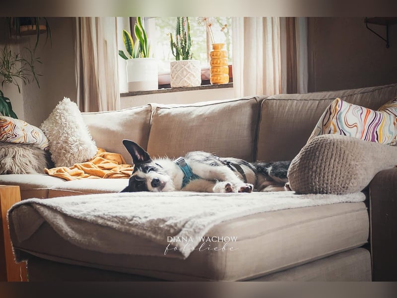 Izzo, wo sind die richtigen Menschen für diesen wundervollen Hund?