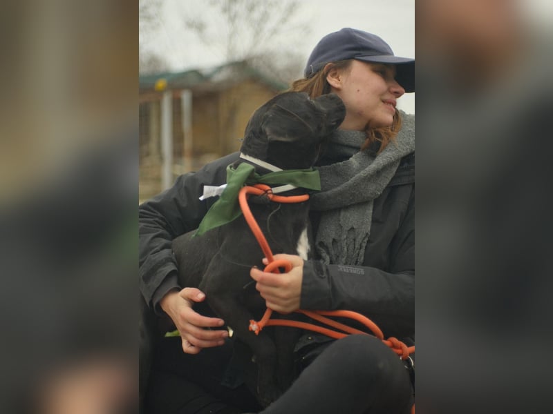 Agora,unaufdringlicher Staffi sucht seine Menschen in NL/CH/A oderSWE