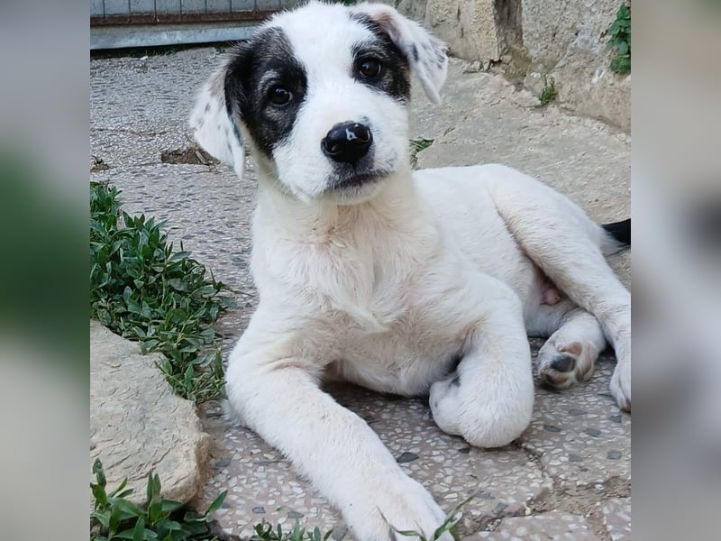 Snoopy-gr. Schäferhund-Mischling - sucht dringend  ein Zuhause/Pflegestelle
