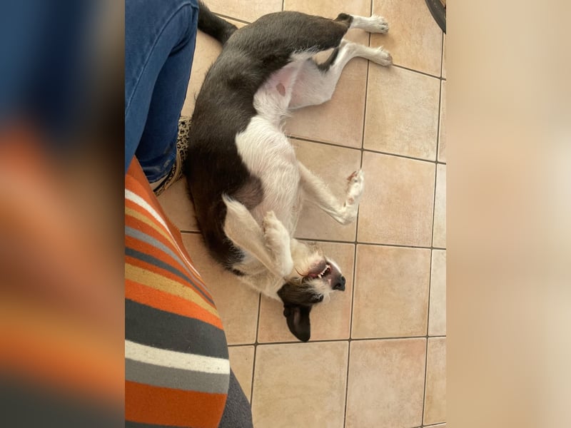 Izzo, wo sind die richtigen Menschen für diesen wundervollen Hund?