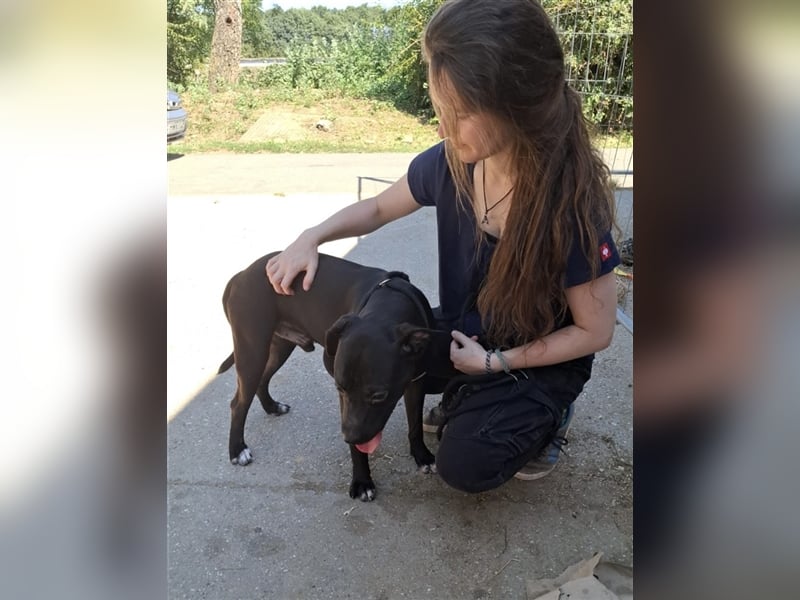 Agora,unaufdringlicher Staffi sucht seine Menschen in NL/CH/A oderSWE