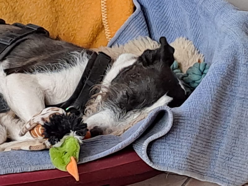 Izzo, wo sind die richtigen Menschen für diesen wundervollen Hund?