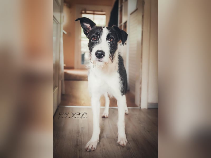 Izzo, wo sind die richtigen Menschen für diesen wundervollen Hund?
