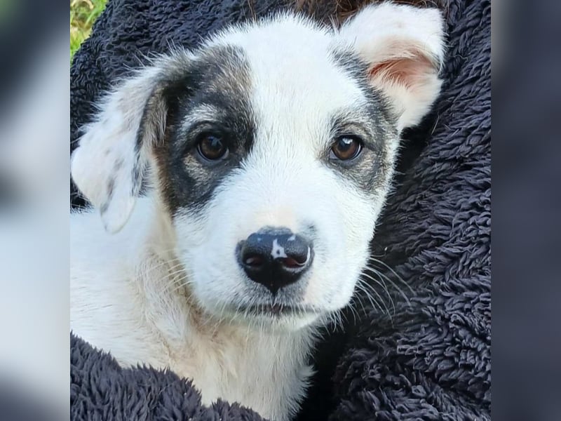 Snoopy-gr. Schäferhund-Mischling - sucht dringend  ein Zuhause/Pflegestelle