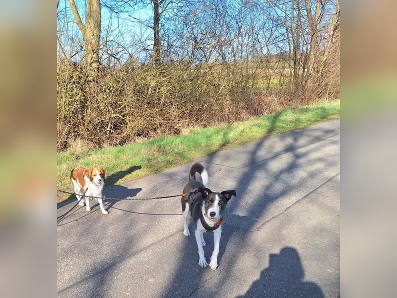 Izzo, wo sind die richtigen Menschen für diesen wundervollen Hund?