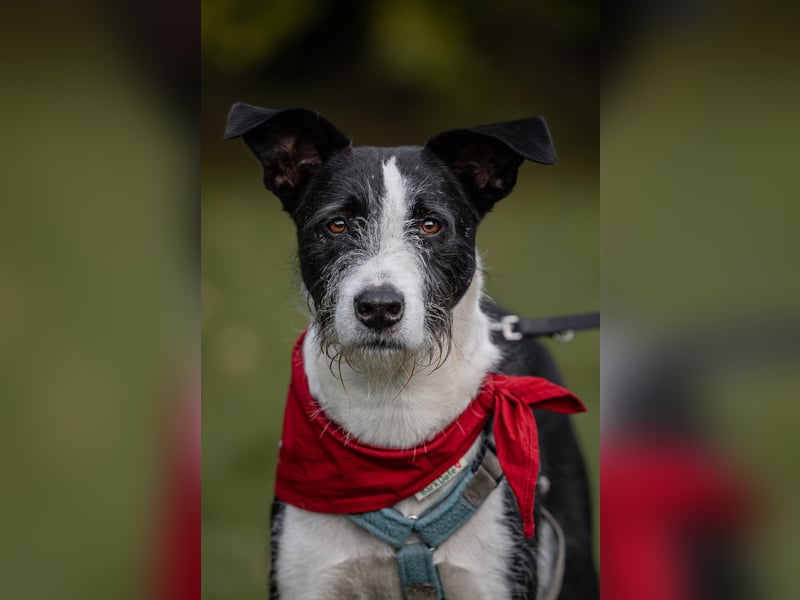 Izzo, wo sind die richtigen Menschen für diesen wundervollen Hund?