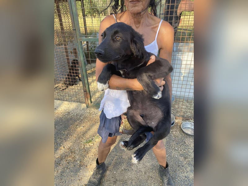 Rodeo wurde mit seinen Geschwistern auf der Müllkippe entsorgt