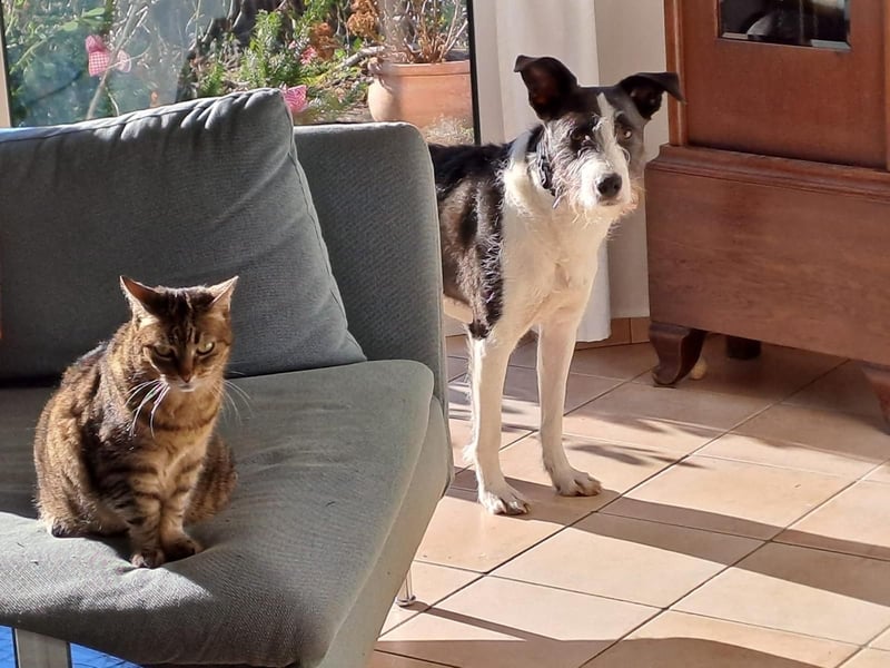Izzo, wo sind die richtigen Menschen für diesen wundervollen Hund?