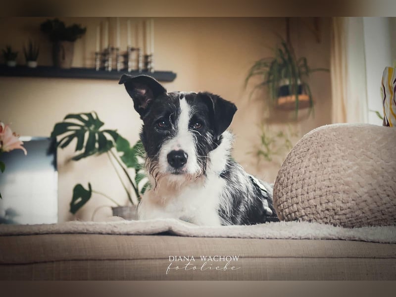 Izzo, wo sind die richtigen Menschen für diesen wundervollen Hund?