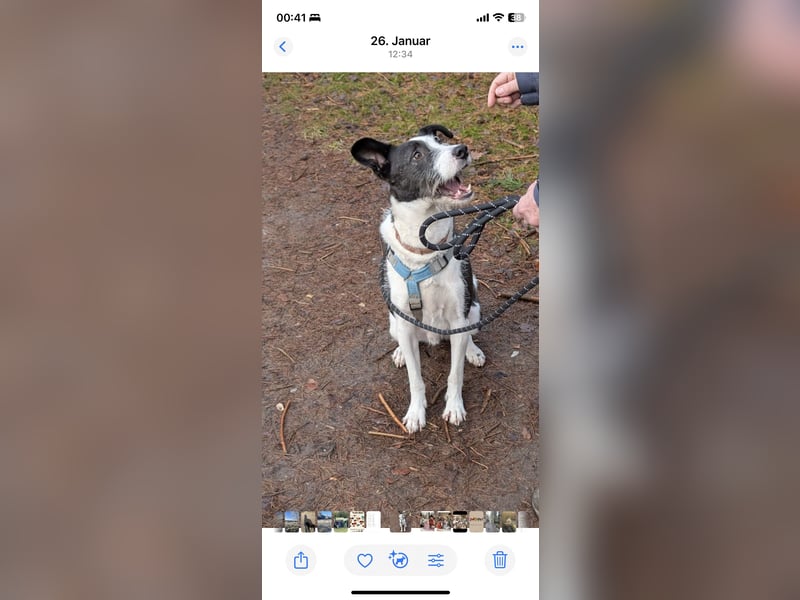 Izzo, wo sind die richtigen Menschen für diesen wundervollen Hund?