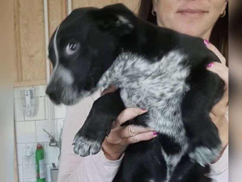 Oliver,  ein schönes Zuhause gesucht. Vielleicht bei dir?