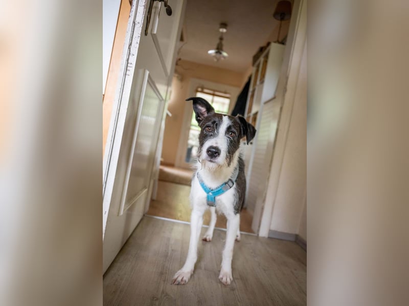 Izzo, wo sind die richtigen Menschen für diesen wundervollen Hund?