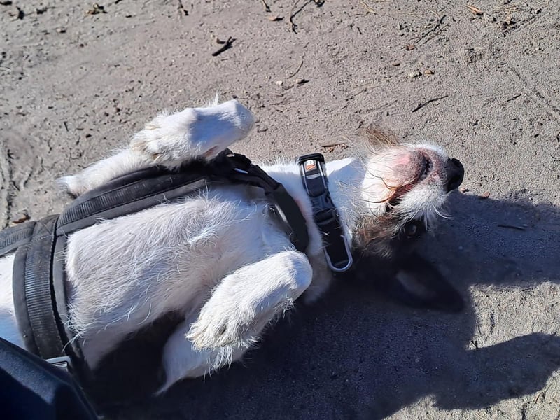 Izzo, wo sind die richtigen Menschen für diesen wundervollen Hund?