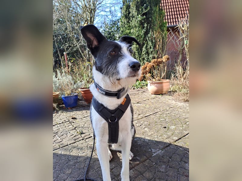 Izzo, wo sind die richtigen Menschen für diesen wundervollen Hund?
