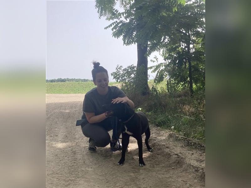 Agora,unaufdringlicher Staffi sucht seine Menschen in NL/CH/A oderSWE
