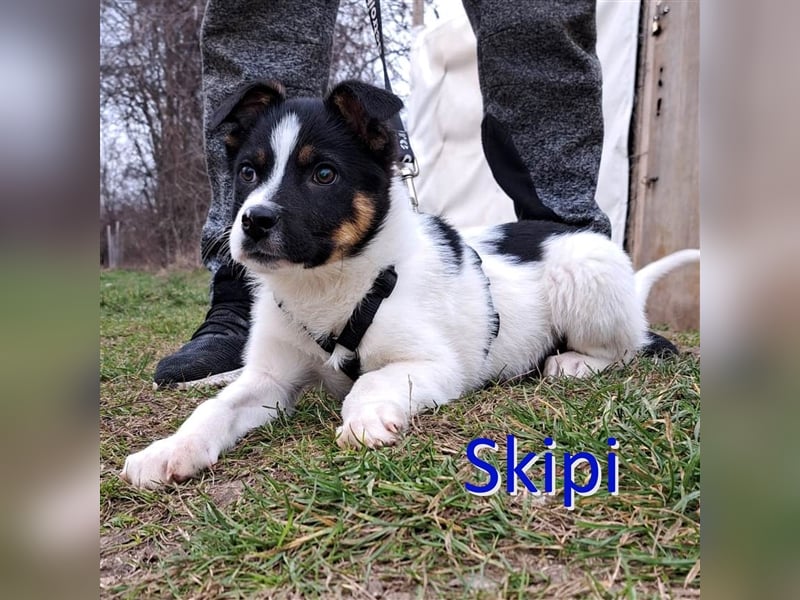 SKIPI ❤ sucht Zuhause oder Pflegestelle