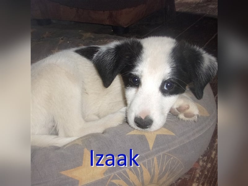 IZAAK ❤  sucht Zuhause oder Pflegestelle
