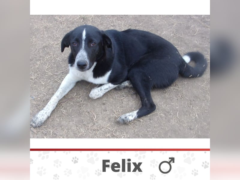 FELIX ❤️ sucht Zuhause oder Pflegestelle
