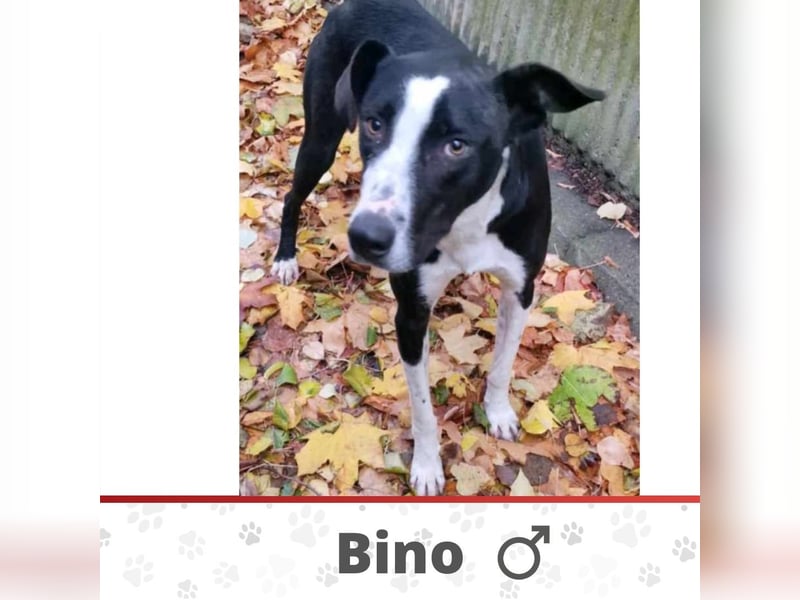 BINO ❤ SEHR EILIG! sucht Zuhause oder Pflegestelle