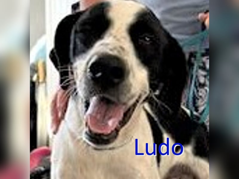 LUDO ❤  sucht Zuhause oder Pflegestelle