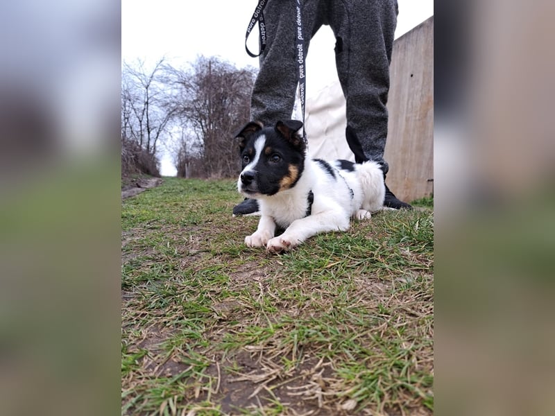 SKIPI ❤ sucht Zuhause oder Pflegestelle