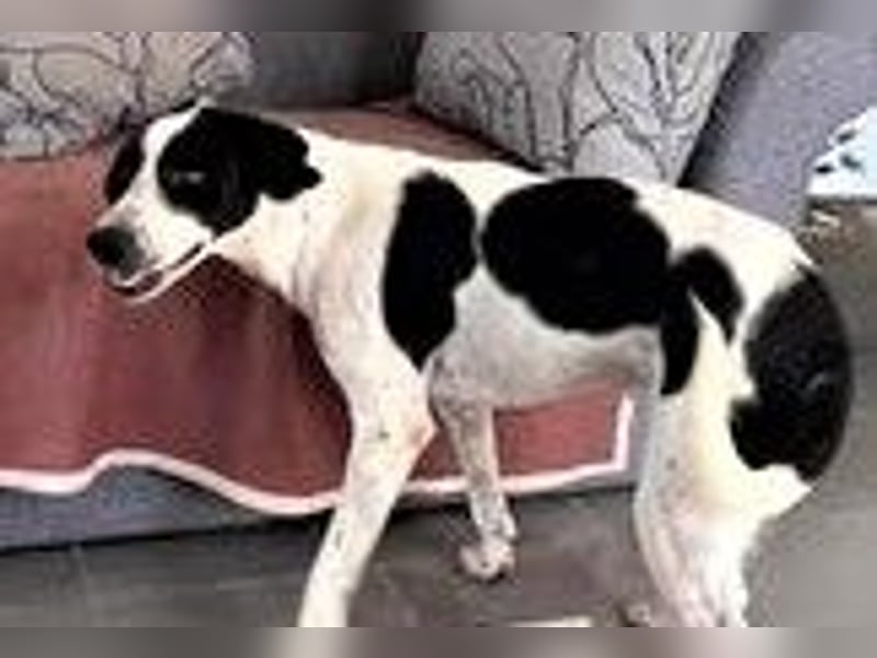 LUDO ❤  sucht Zuhause oder Pflegestelle