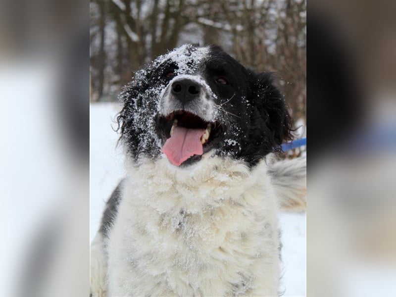 DINGO ❤ EILIG!  sucht Zuhause oder Pflegestelle