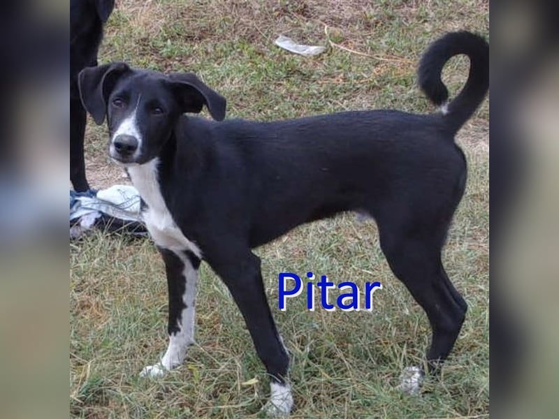 PITAR ❤ sucht Zuhause oder Pflegestelle