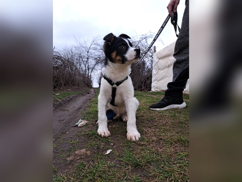 SKIPI ❤ sucht Zuhause oder Pflegestelle