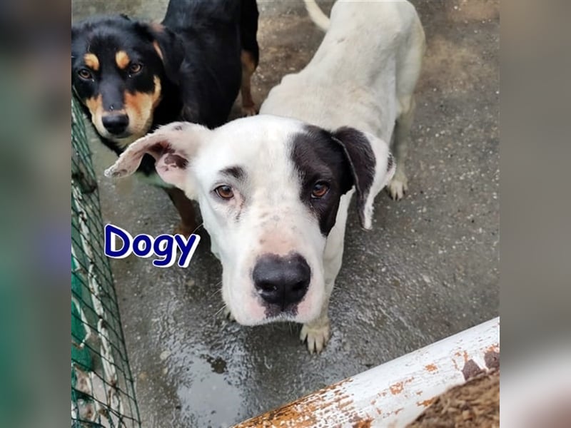 DOGYsucht liebevolles Zuhause
