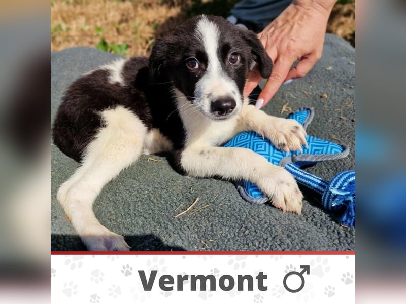 VERMONT ❤ EILIG sucht: Zuhause oder Pflegestelle
