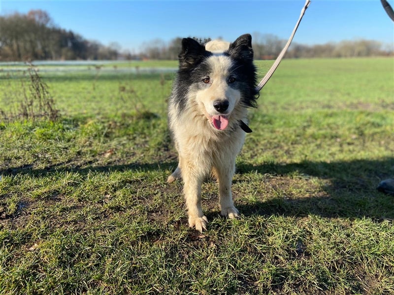 BILBO ❤  wartet in 07806 Weira auf Dich