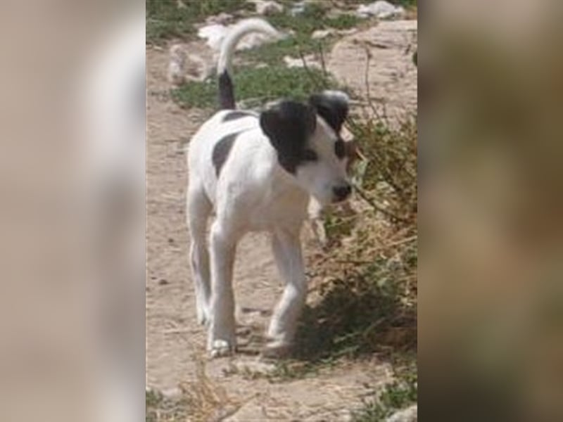 IZAAK ❤  sucht Zuhause oder Pflegestelle