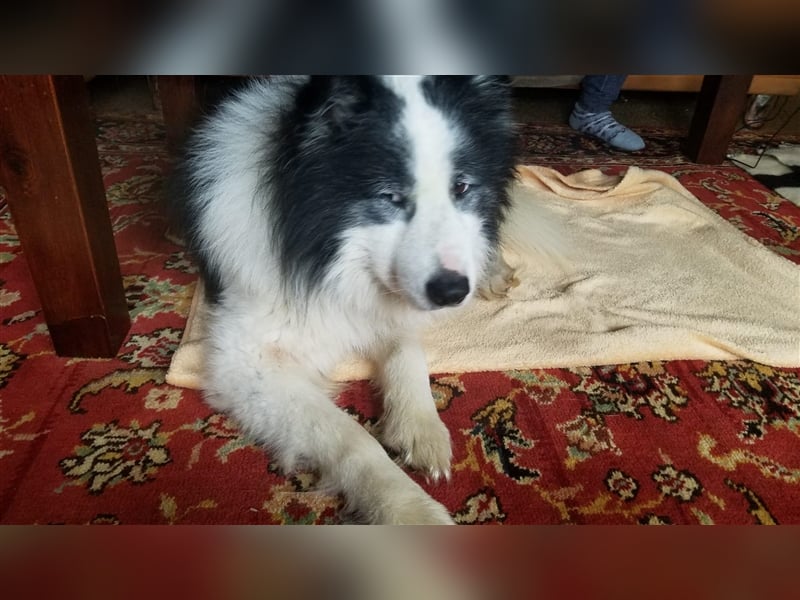 BILBO ❤  wartet in 07806 Weira auf Dich