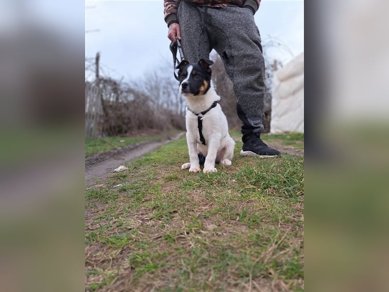 SKIPI ❤ sucht Zuhause oder Pflegestelle