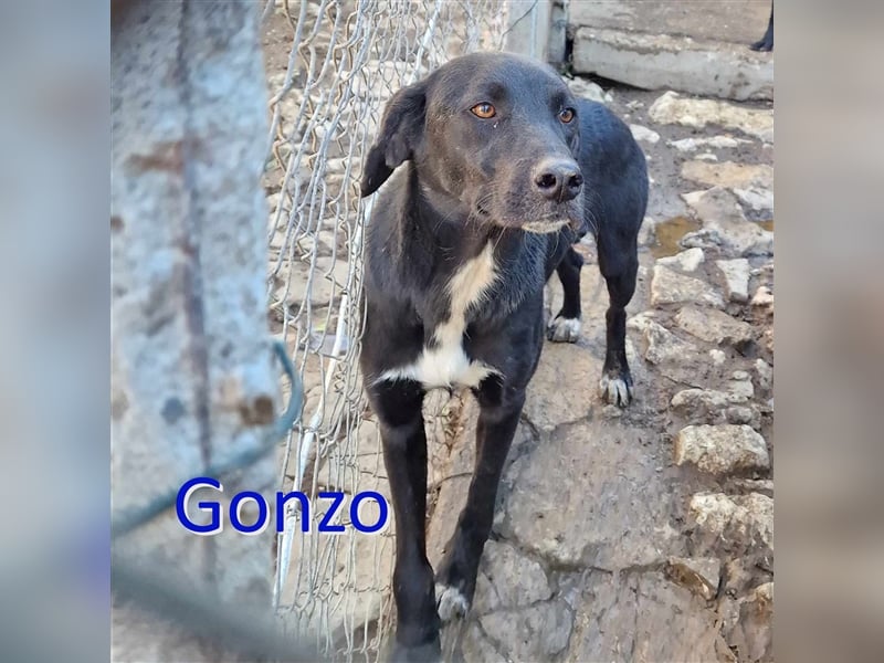 GONZO ❤ EILIG! sucht Zuhause oder Pflegestelle