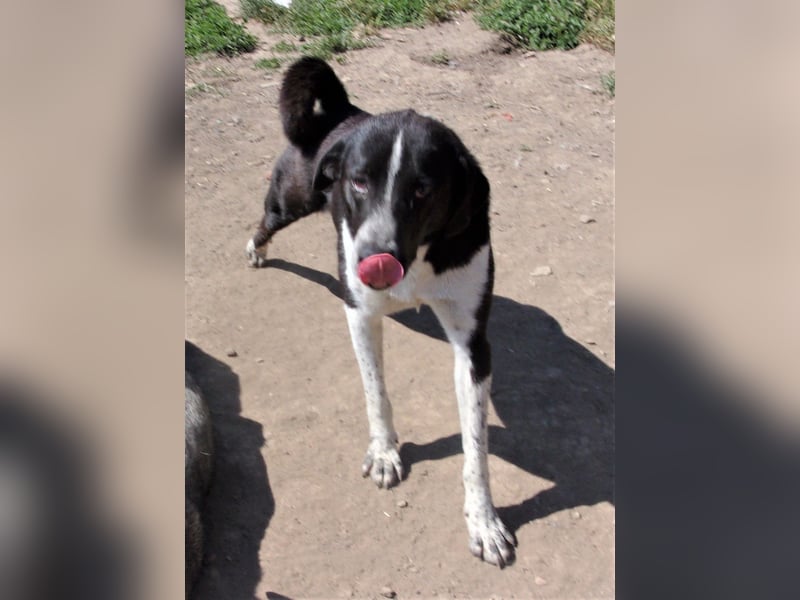 FELIX ❤️ sucht Zuhause oder Pflegestelle