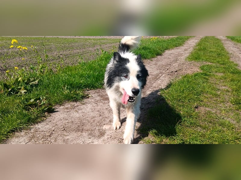 BILBO ❤  wartet in 07806 Weira auf Dich