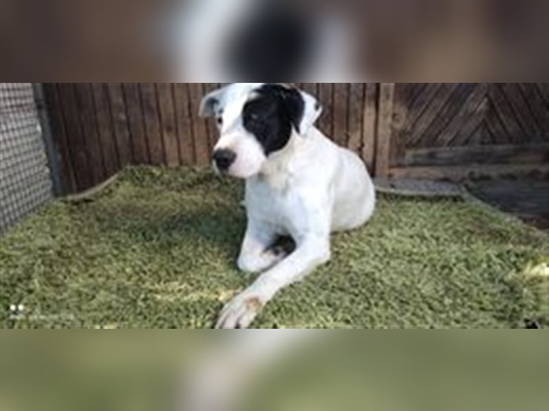 DOGYsucht liebevolles Zuhause