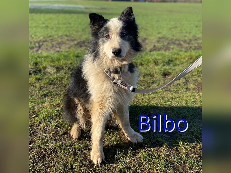 BILBO ❤  wartet in 07806 Weira auf Dich
