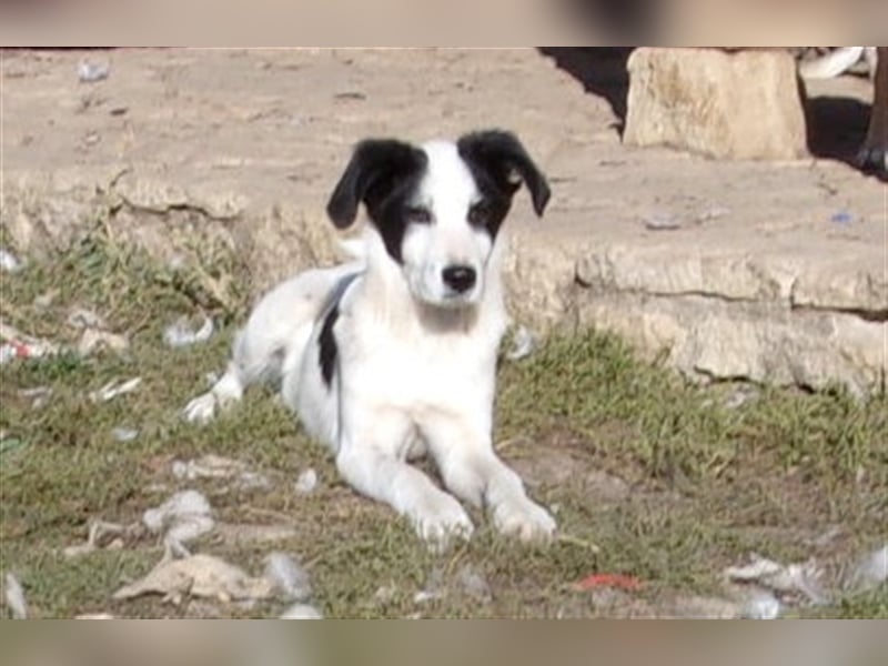 IZAAK ❤  sucht Zuhause oder Pflegestelle