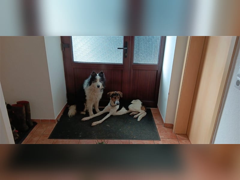 BILBO ❤  wartet in 07806 Weira auf Dich