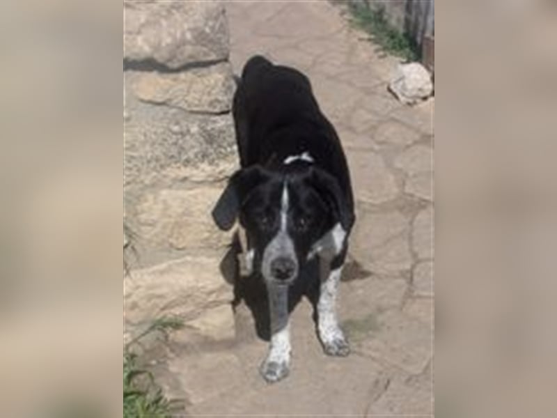 FELIX sucht sein Für-Immer-Zuhause