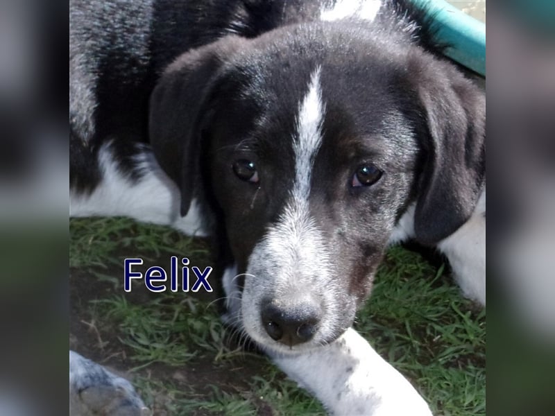 FELIX sucht sein Für-Immer-Zuhause