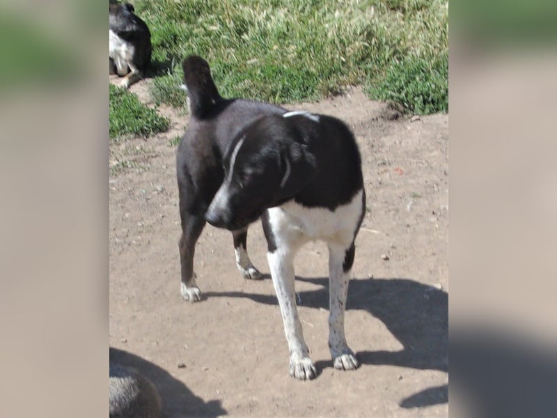 FELIX ❤️ sucht Zuhause oder Pflegestelle